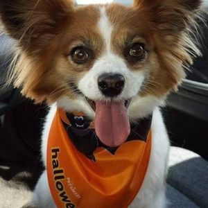 Meet your Posher, Bambi